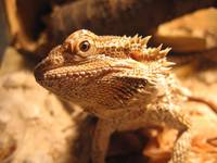 Pogona vitticeps 2006.04