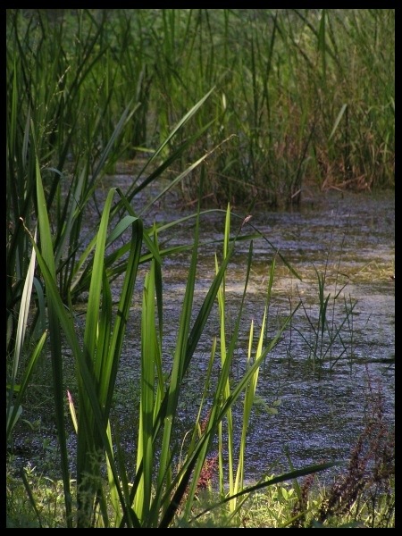 bagienko