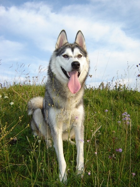 Syberian Husky