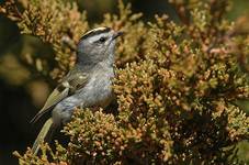 Golden - crowned Kinglet, Regulus satrapa