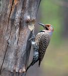 Northern flicker - Colaptes auratus