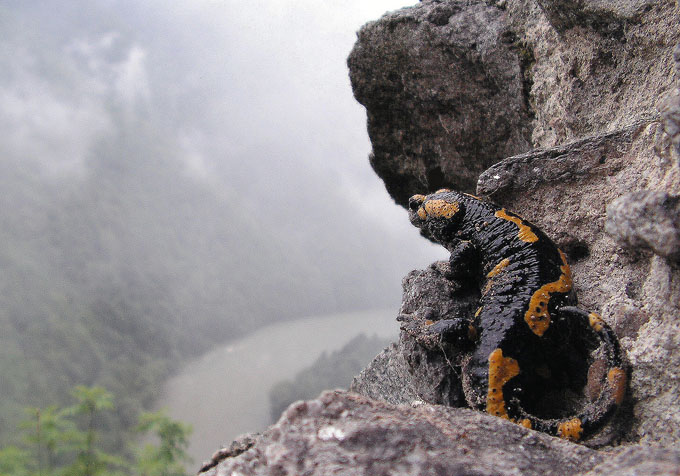 Salamandra - Starý Hrad, Strečno