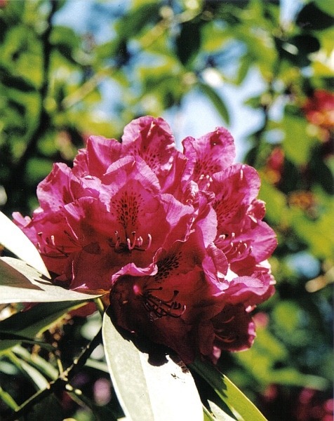 Rododendron