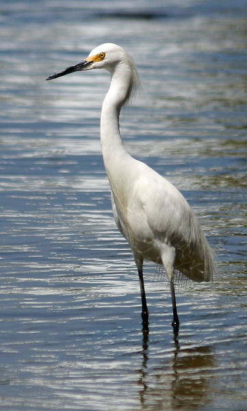 Snowy Egret (Egretta thula)