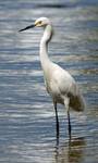 Snowy Egret (Egretta thula)