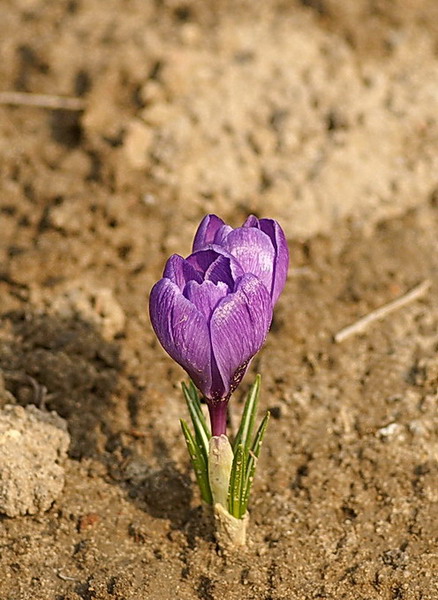 Krokus