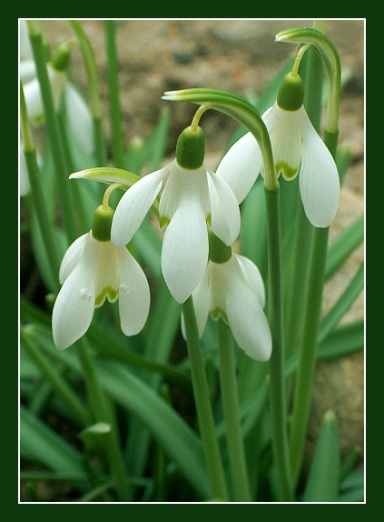 Śnieżyczka przebiśnieg - Galanthus nivalis