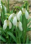 Śnieżyczka przebiśnieg - Galanthus nivalis