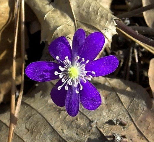 malutka, wiosenna nadzieja