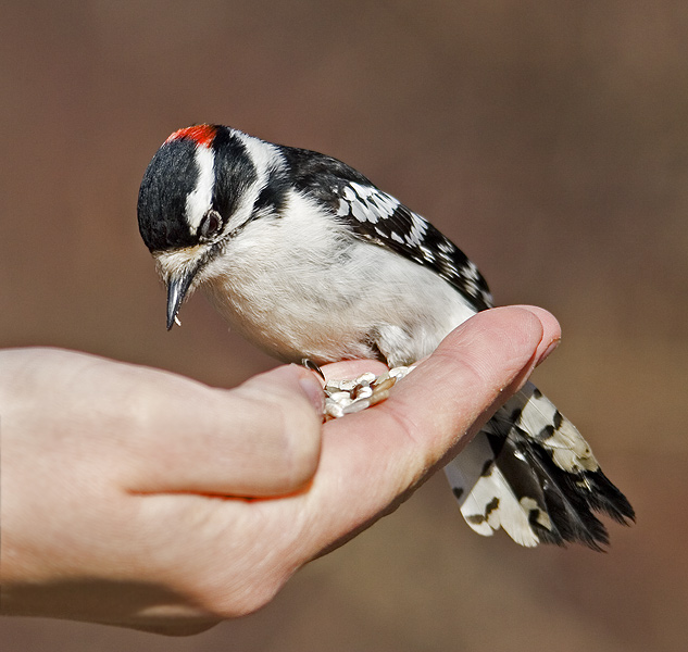 dzieciol falisty (picoides pubescens)