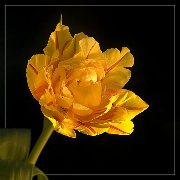 mr. tulip in bloom