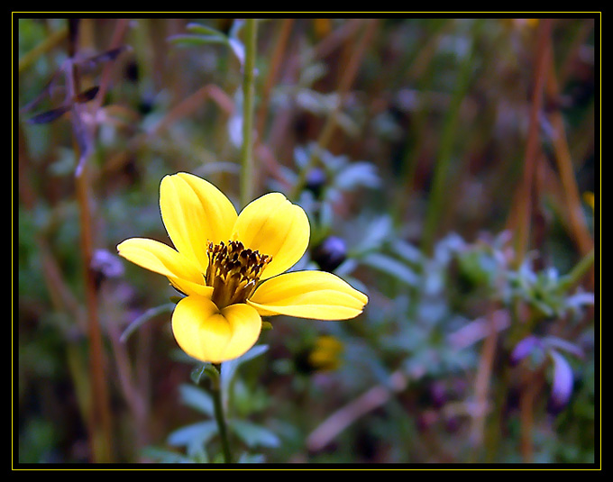 Bidens