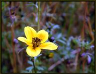 Bidens