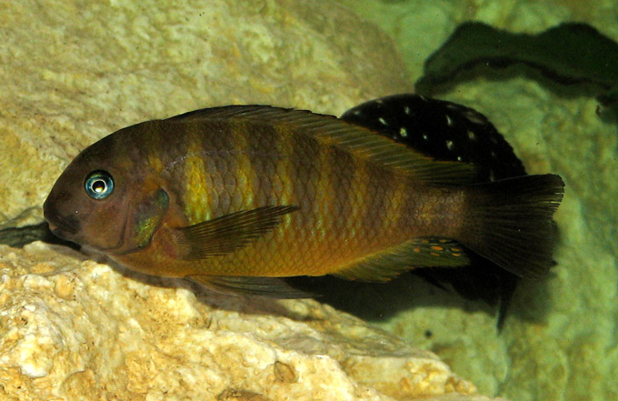 Tropheus brichardi ujiji