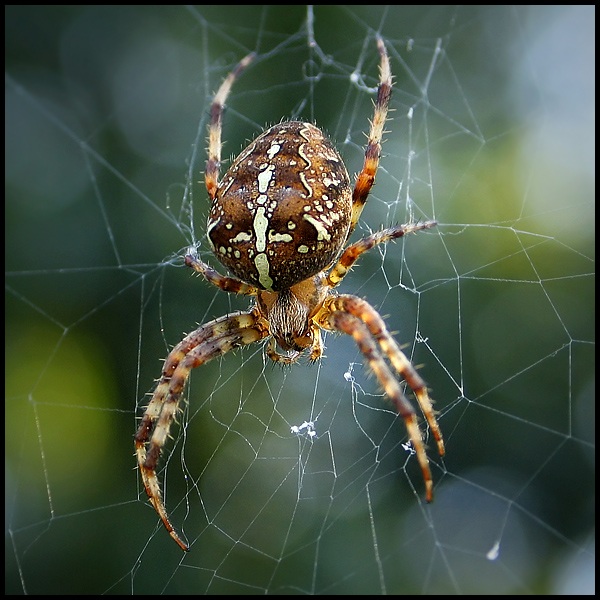 Krzyżak łąkowy (Areneus quadratus)