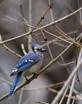 Blue Jay