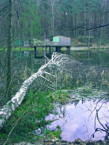 Leśny nieporządek