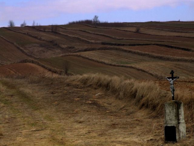 W polu krzyż ...
