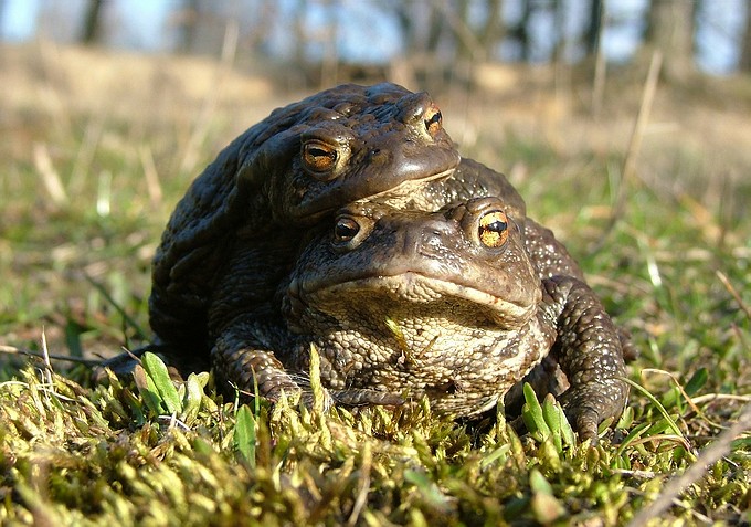 Wiosenna miłość