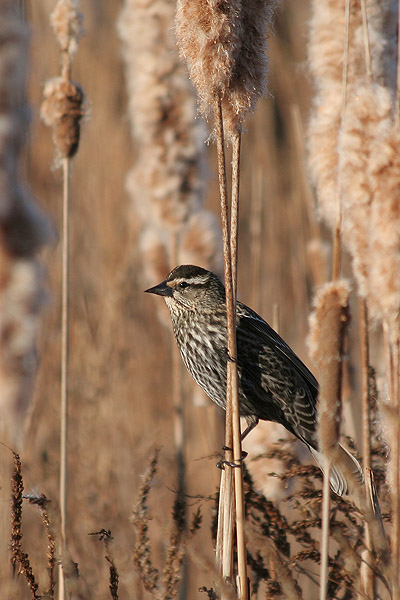 Epoletnik krasnoskrzydly-samica(agelaius phoeniceus)