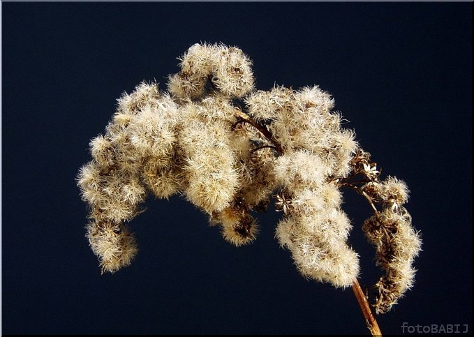  41-Nawłoć pospolita SOLIDAGO VIRGA AUREA