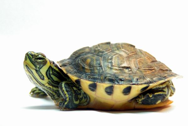 Trachemys Scripta Scripta