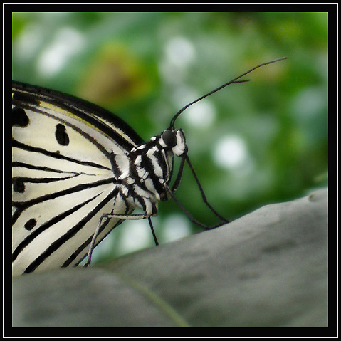 IDEA LEUCONE