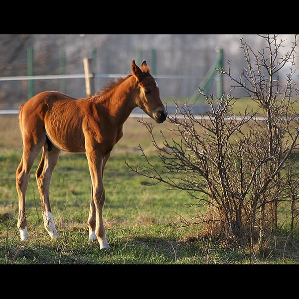 Konik :)