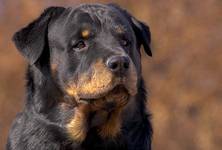 Rottweiler