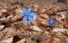 Hepatica nobilis - przylaszczka pospolita