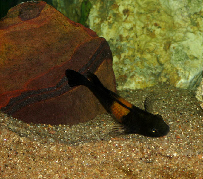 Tropheus Black Bemba
