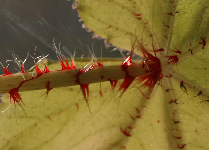 begonia