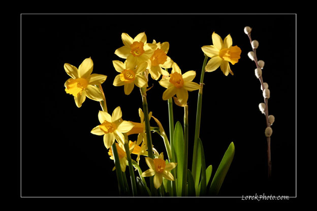 Easter Flowers