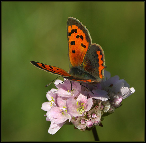 Czerwończyk żarek (Lycaena phlaeas)