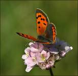 Czerwończyk żarek (Lycaena phlaeas)