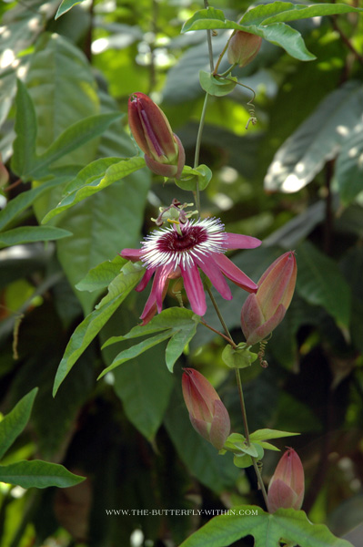 Kew Garden 07.2005