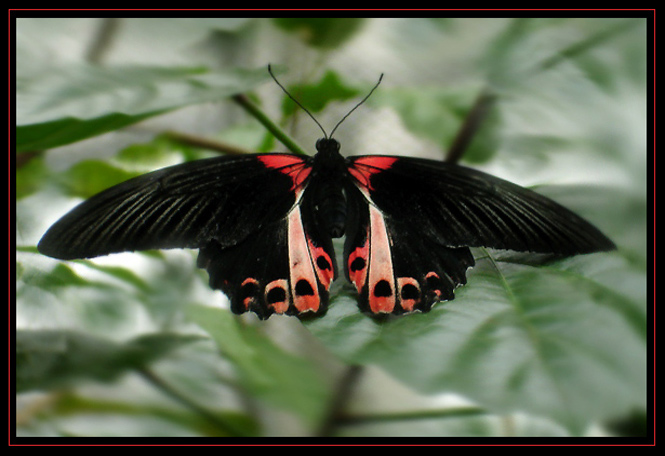 PAPILIO RUMANZOVIA