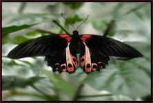 PAPILIO RUMANZOVIA