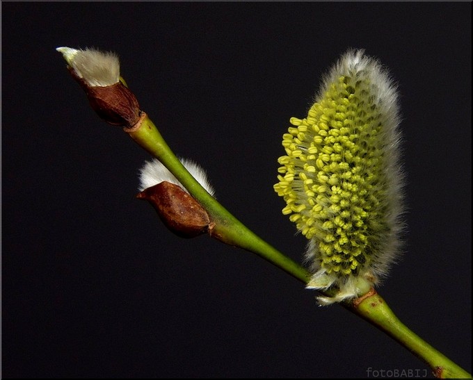  42-Wierzba biała /kwiat męski/ SALIX ALBA