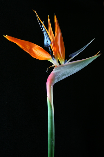 Strelitzia Reginae