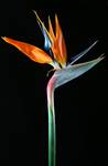 Strelitzia Reginae