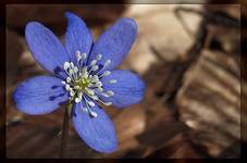 Hepatica nobilis - przylaszczka pospolita