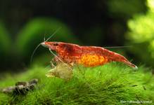 Krewetka karłowata: Neocaridina denticulata sinensis "Fire Red" podczas kolacji