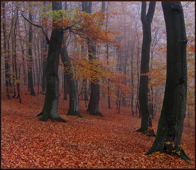 Mgły Avalonu (cz.IV)