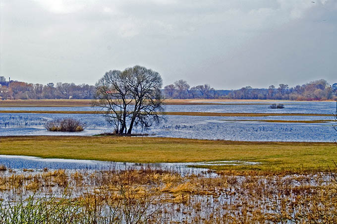 Narew