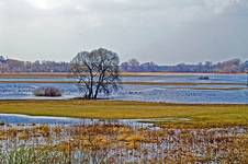 Narew