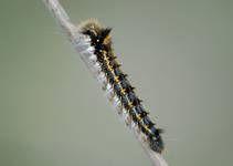  Euthrix potatoria (Barczatka napójka)