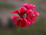 Pelargonia.