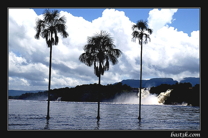 Three Palms