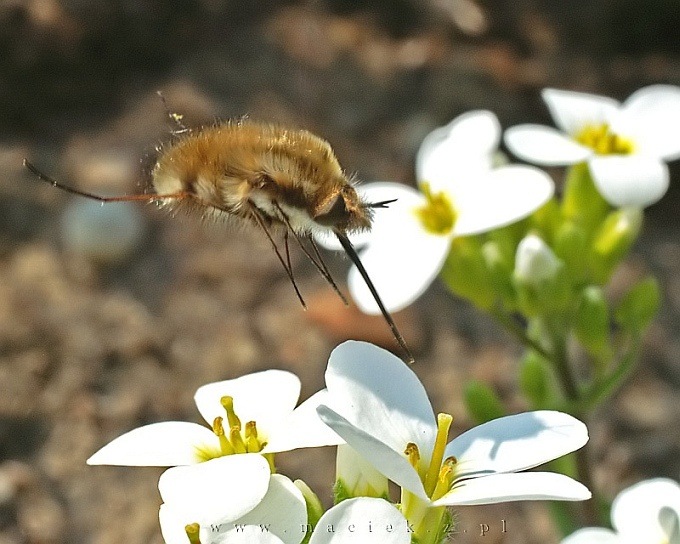 Latający Bombylius major